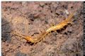 Lithobius microporus (cfr.)